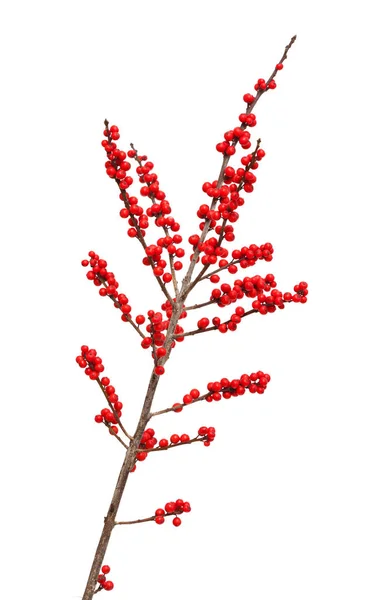 Ilex verticillata або зимова ягода — стокове фото