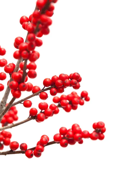 Ilex verticillata nebo winterberry — Stock fotografie