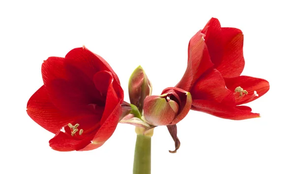 Rote Amaryllis oder Hippeastrum — Stockfoto