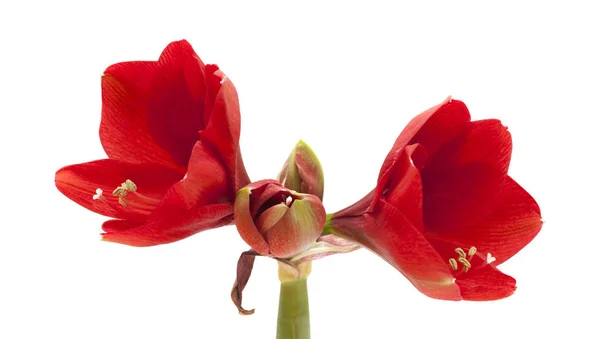 Kırmızı Amaryllis veya Hippeastrum — Stok fotoğraf