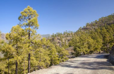 Merkez gran canaria