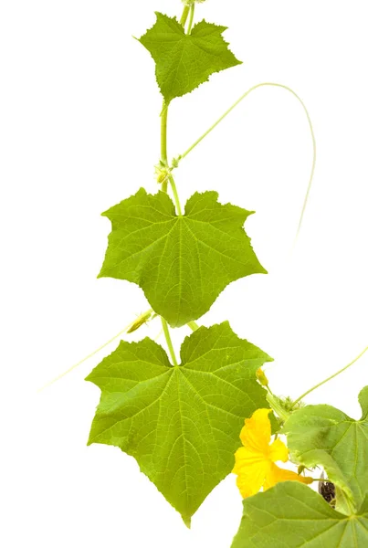 Mladí okurka rostlina — Stock fotografie