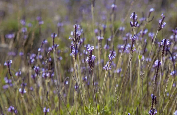 Blühender kanarischer Lavendel — Stockfoto