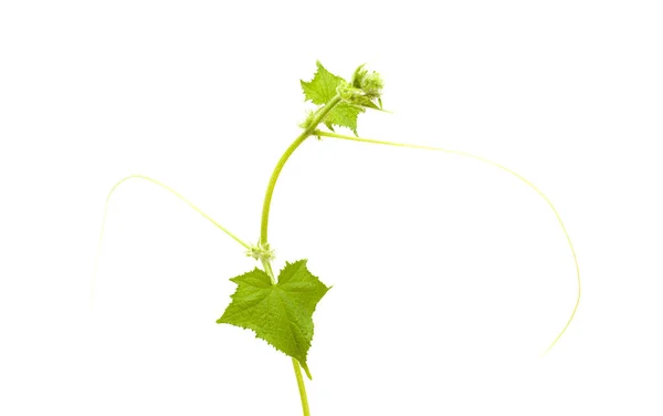 Jovem planta de pepino — Fotografia de Stock