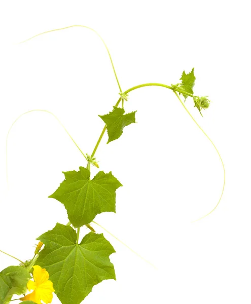 Young cucumber plant — Stock Photo, Image