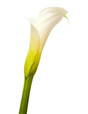 Calla lily-beyaz