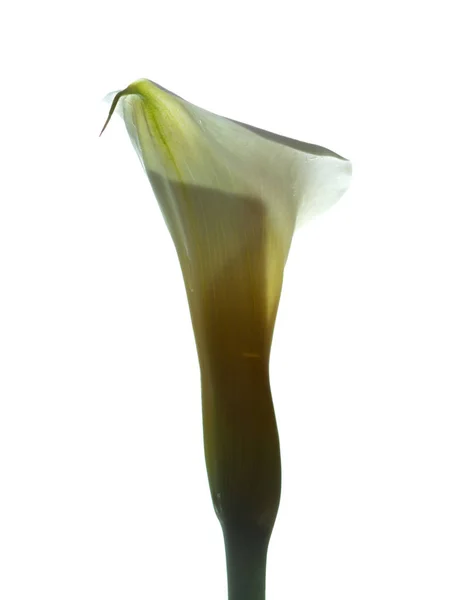 Calla lily v bílém — Stock fotografie