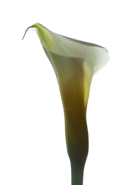 Calla lily v bílém — Stock fotografie