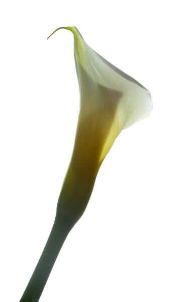 Калла Лили в белом