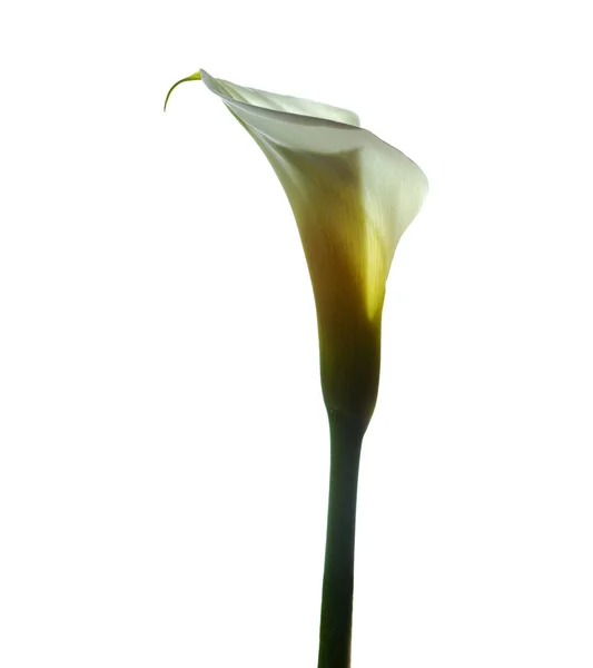 Calla lírio em branco — Fotografia de Stock