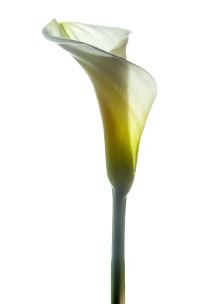 Calla lily v bílém — Stock fotografie