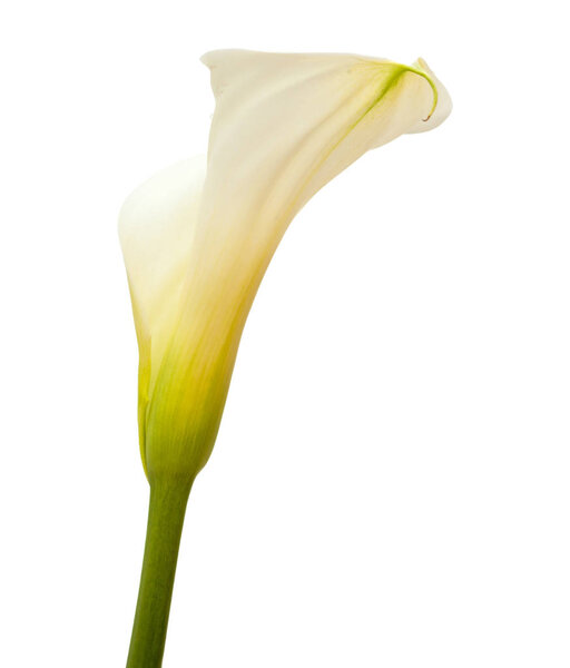 calla lily in white