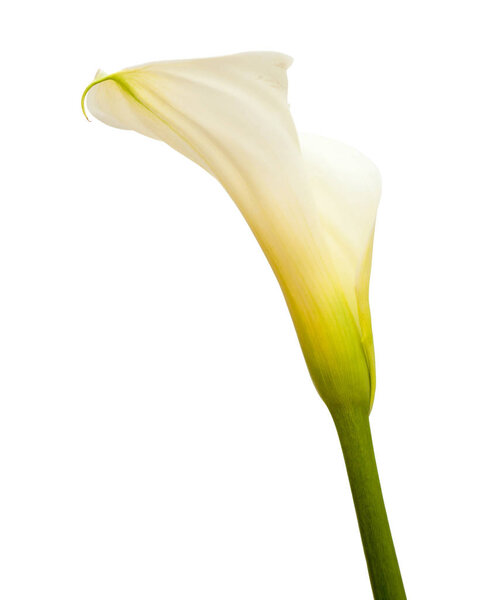 calla lily in white