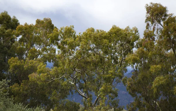Vieux eucalyptus — Photo