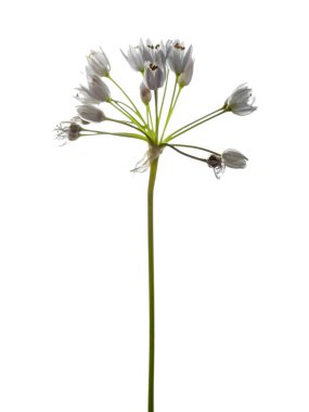 beyaz üzerine pembe sarımsak 