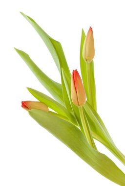 kırmızı ve sarı lale çiçekleri