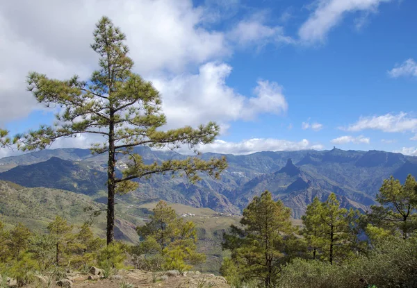 Střední gran canaria — Stock fotografie