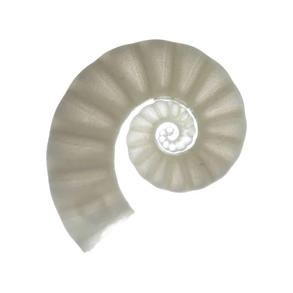 Ram horn shell — Stock Photo, Image
