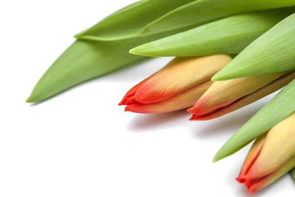 Røde og gule tulipanblomster – stockfoto