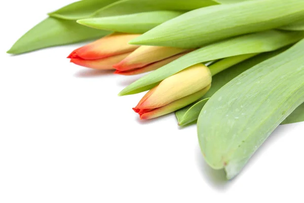 Červené a žluté tulipánové květy — Stock fotografie