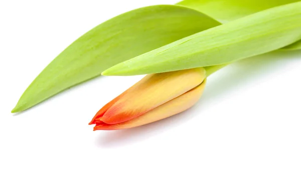 Flores de tulipa vermelhas e amarelas — Fotografia de Stock