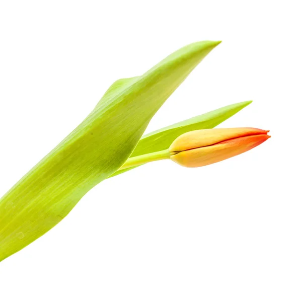 Czerwone i żółte kwiaty tulipana — Zdjęcie stockowe