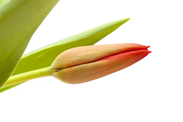 Rote und gelbe Tulpenblüten — Stockfoto