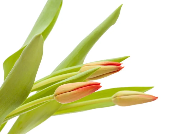 Flores de tulipa vermelhas e amarelas — Fotografia de Stock