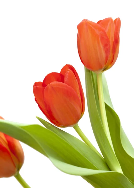 Червоні і жовті квіти тюльпанів — стокове фото