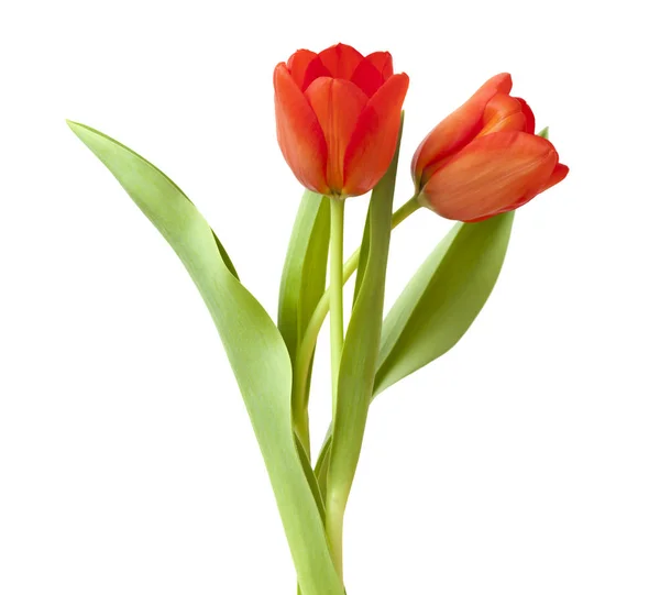 Flores de tulipán rojo y amarillo — Foto de Stock