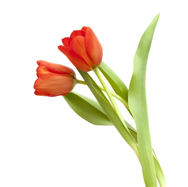 Rote und gelbe Tulpenblüten — Stockfoto