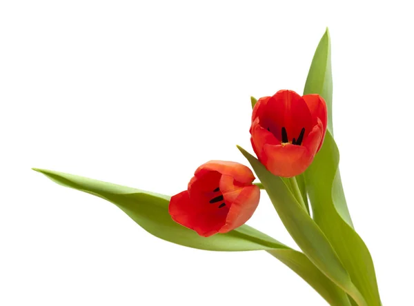 Flores de tulipa vermelhas e amarelas — Fotografia de Stock