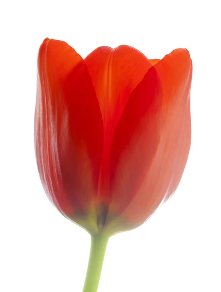 Flores de tulipa vermelha — Fotografia de Stock