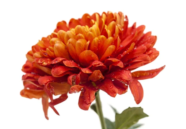 Orange und gelbe Chrysanthemen — Stockfoto