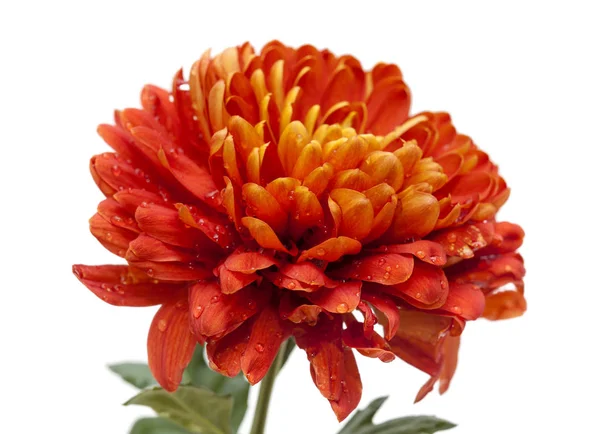 Orange and yellow chrysanthemum — Stock Photo, Image