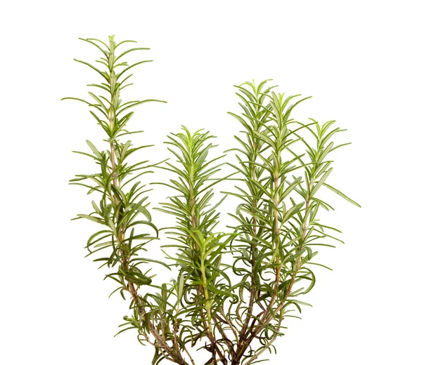 Young rosemary plant — Stock Photo, Image