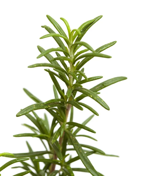 Young rosemary plant — Stock Photo, Image