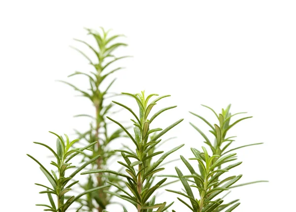 Young rosemary plant — Stock Photo, Image