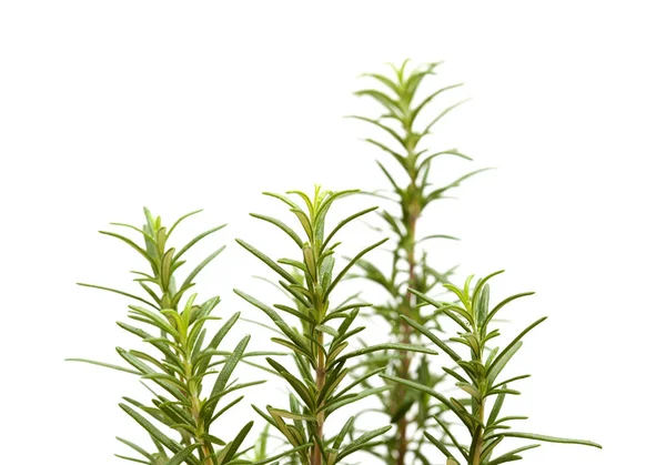 Jonge rozemarijn plant — Stockfoto