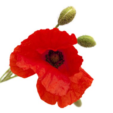 parlak kırmızı haşhaş çiçek