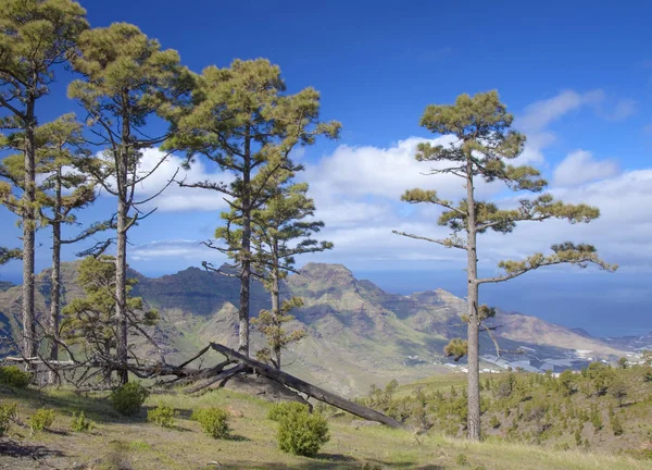 West Gran Canaria em fevereiro — Fotografia de Stock