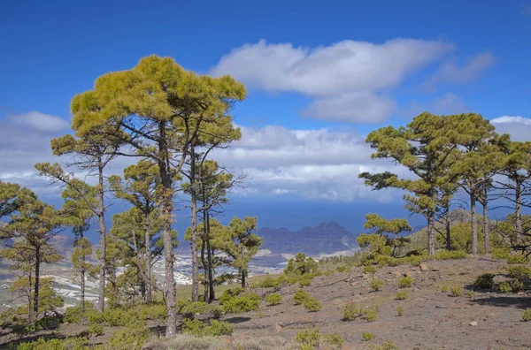 Západě Gran Canaria v únoru — Stock fotografie