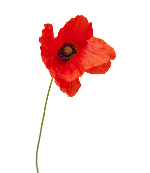 Bright red poppy flower — Stock Photo, Image