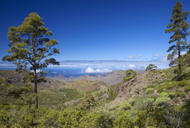 Şubat ayında West Gran Canaria