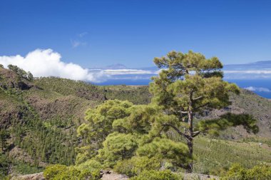 Şubat ayında West Gran Canaria