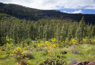 Şubat ayında West Gran Canaria