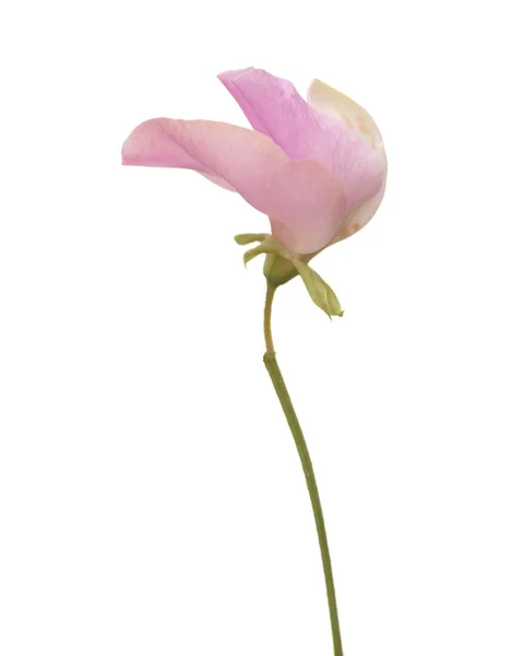 Flor de ervilha — Fotografia de Stock