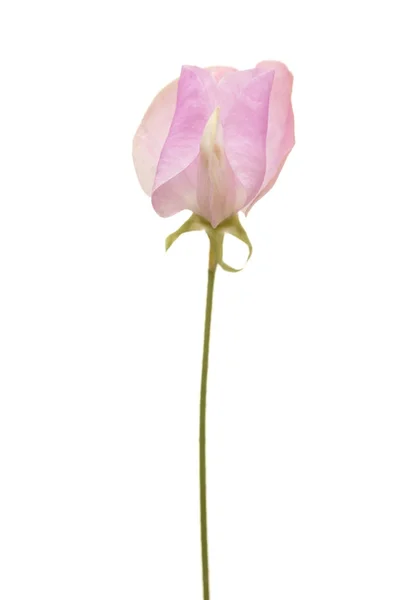 Sweet pea flower — Stock Photo, Image