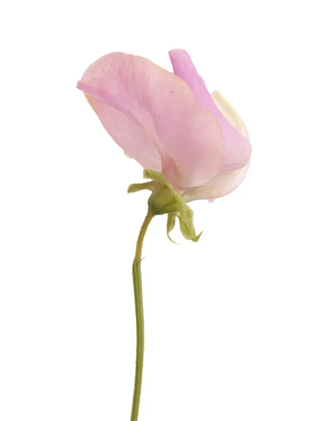 Flor de ervilha — Fotografia de Stock