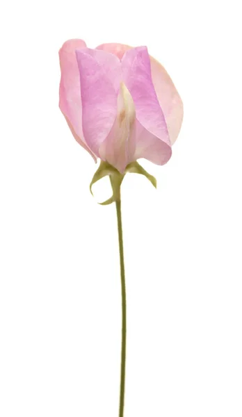 Sweet pea flower — Stock Photo, Image